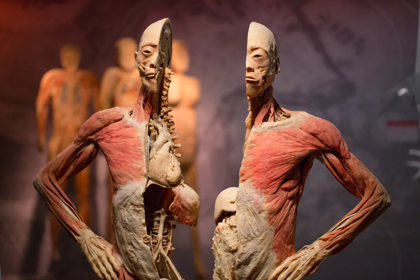 Real Bodies hero image