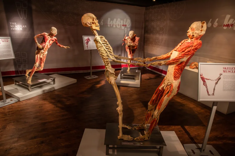 Real Bodies - Practical Info